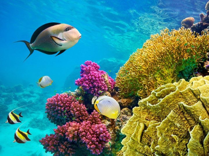 7 Days Cairo and Sharm El Sheikh Tour