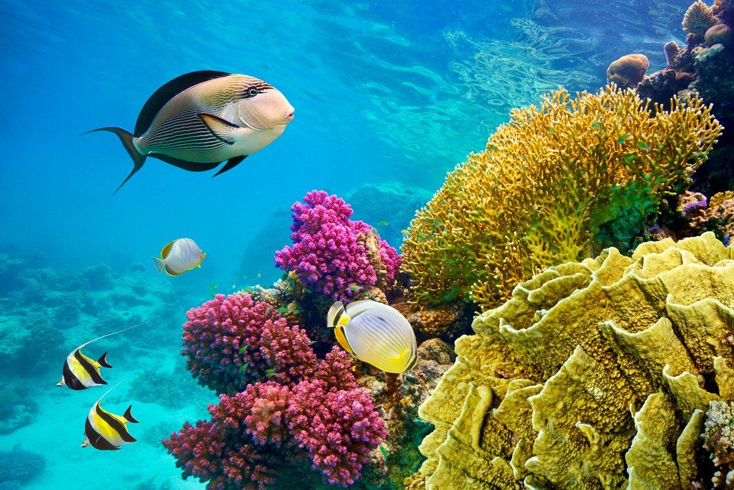 7 Days Cairo and Sharm El Sheikh Tour